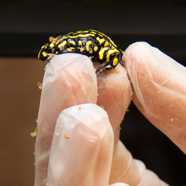 Corroboree Frog Conservation