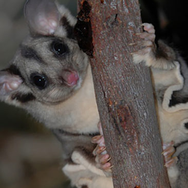 Squirrel Glider LAMP