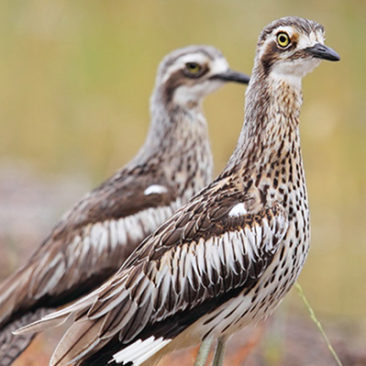 Learning about Bush Stone-curlews