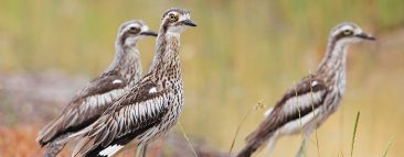 Bush Stone-curlew © Chris Tzaros