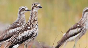 Bush Stone-curlew © Chris Tzaros