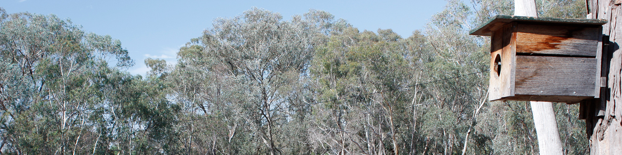 Nest box