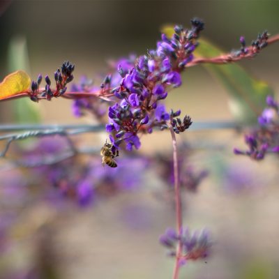 Hardenbergia violacea