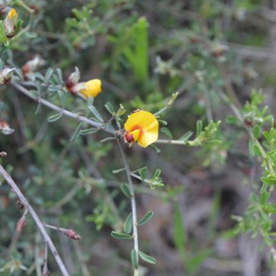 Pultenaea largiflorens