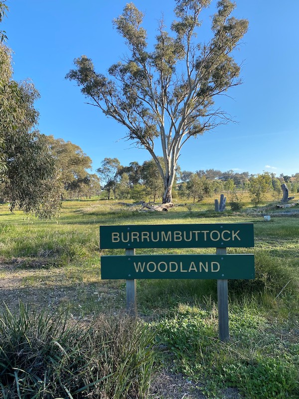 Burrumbuttock Woodland